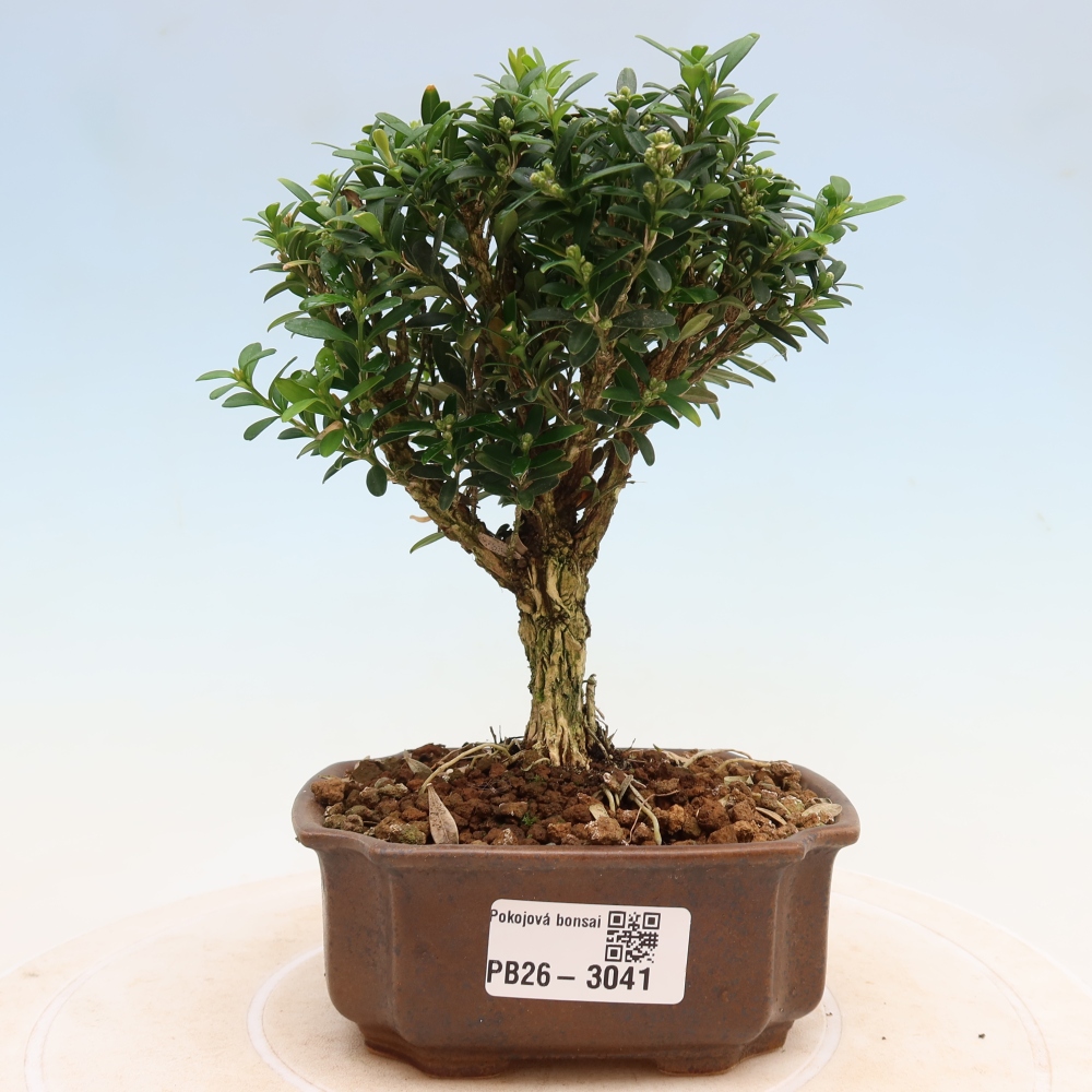 Camera bonsai - Buxus harlandii - buxus da sughero