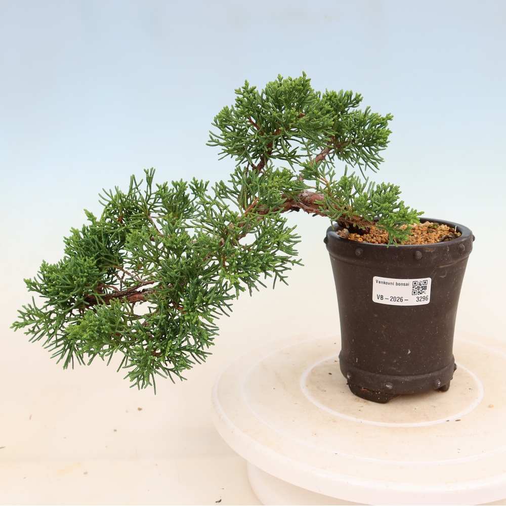 Bonsai da esterno - Juniperus chinensis Kishu