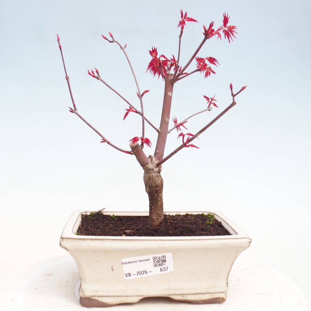 Bonsai da esterno - Acer palmatum DESHOJO