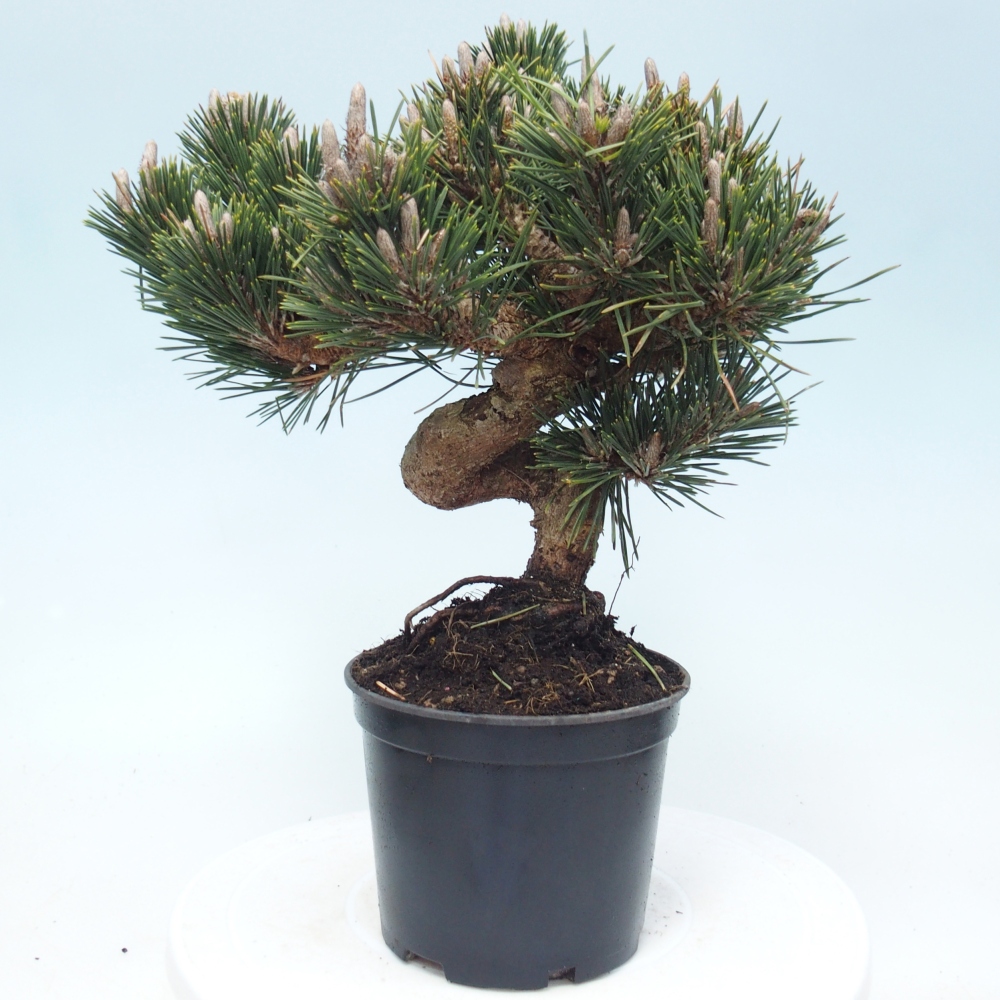 Bonsai da esterno - Pinus thunbergii senjyumaru - Pino di Thunberg