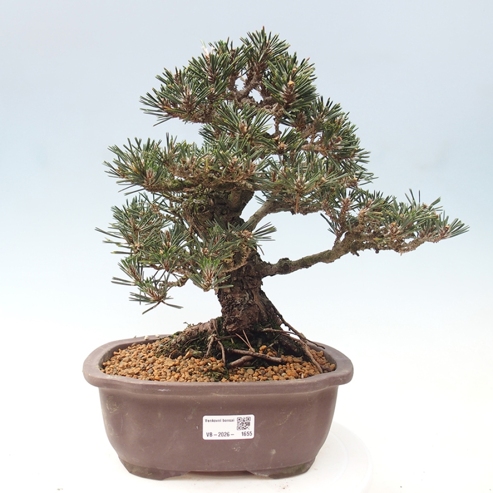 Bonsai da esterno - Pinus thunbergii Kotobuki - Pino di Thunberg