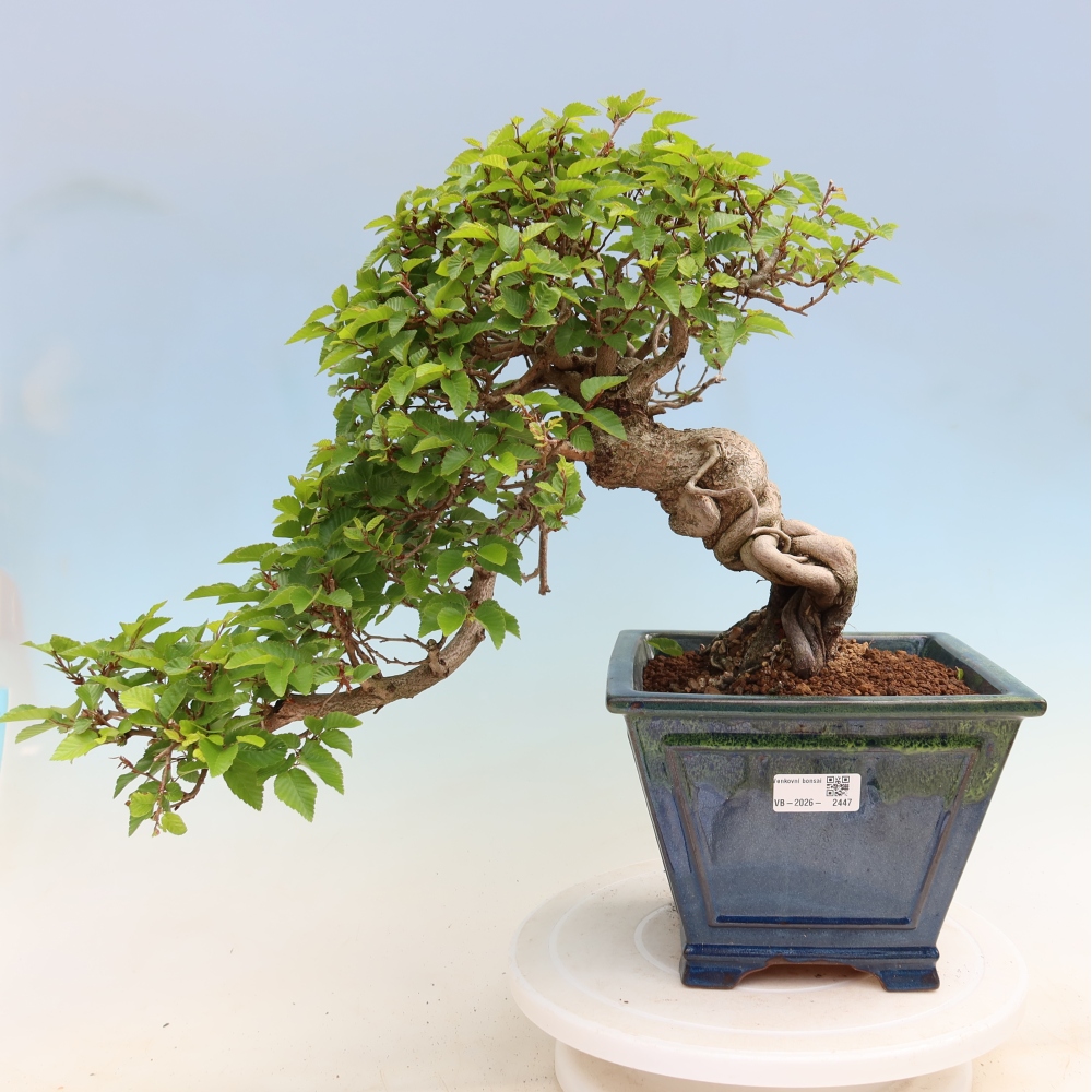 Bonsai da esterno -Carpinus Coreana - Carpino coreano