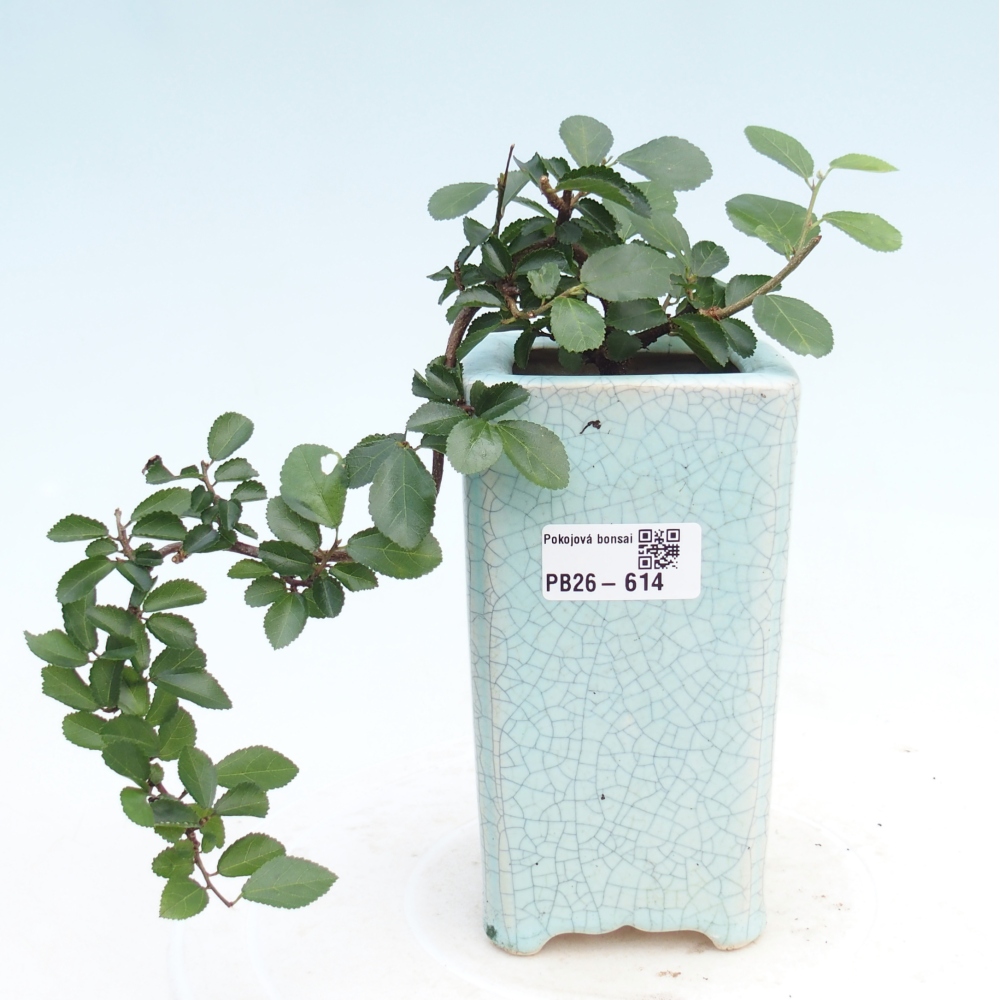 Bonsai da interno - Grewia occidentalis - Stella marina della lavanda