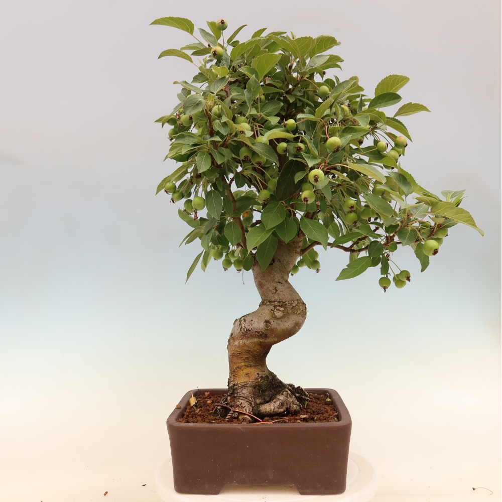 Bonsai da esterno -Malus halliana - Melo a frutto piccolo