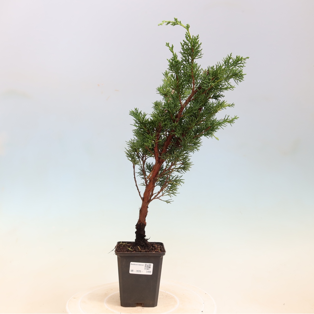 Bonsai da esterno - Juniperus chinensis Kishu