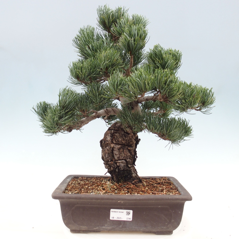 Bonsai da esterno - Pinus parviflora - Pinus parviflora
