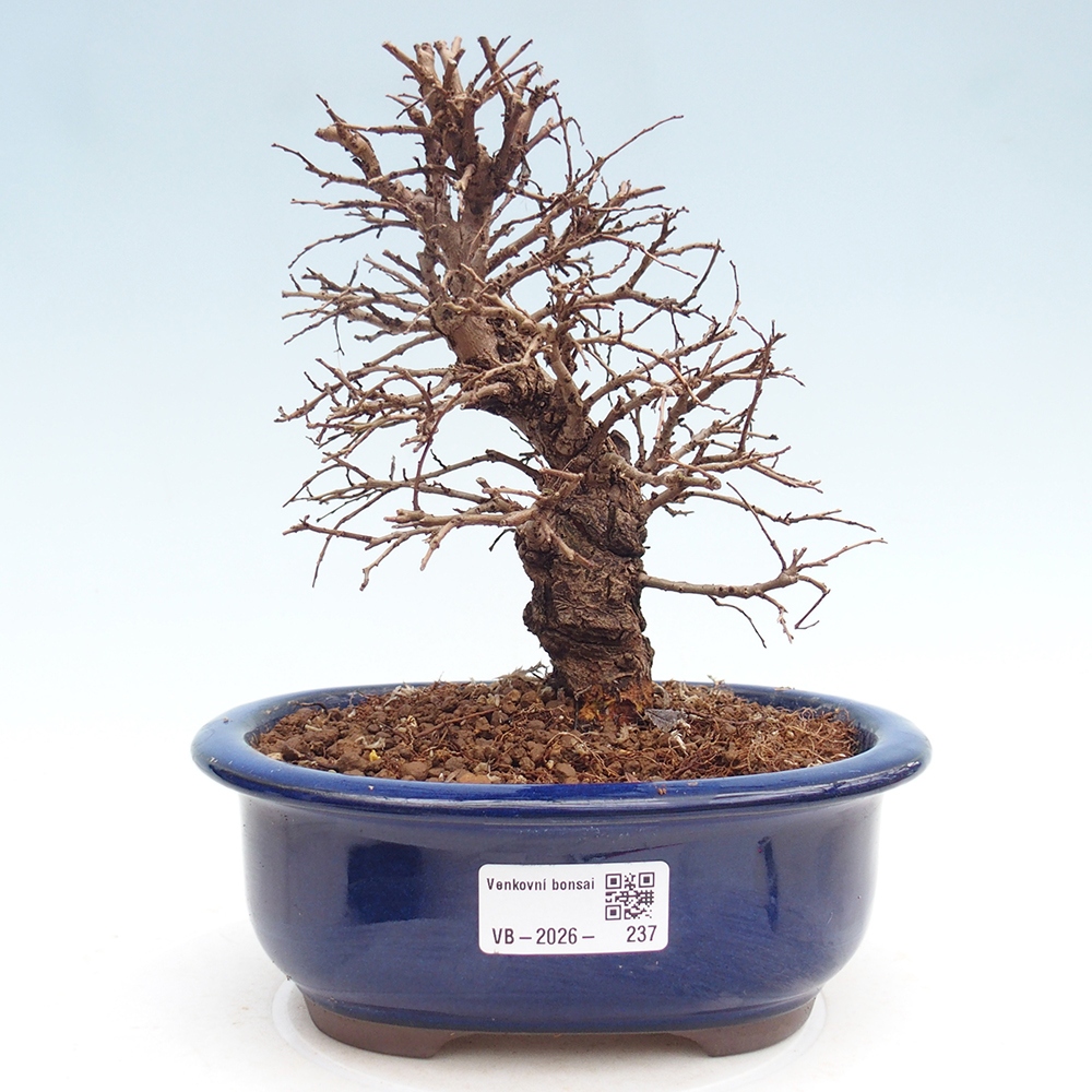 Bonsai da esterno - Zelkova - Zelkova NIRE