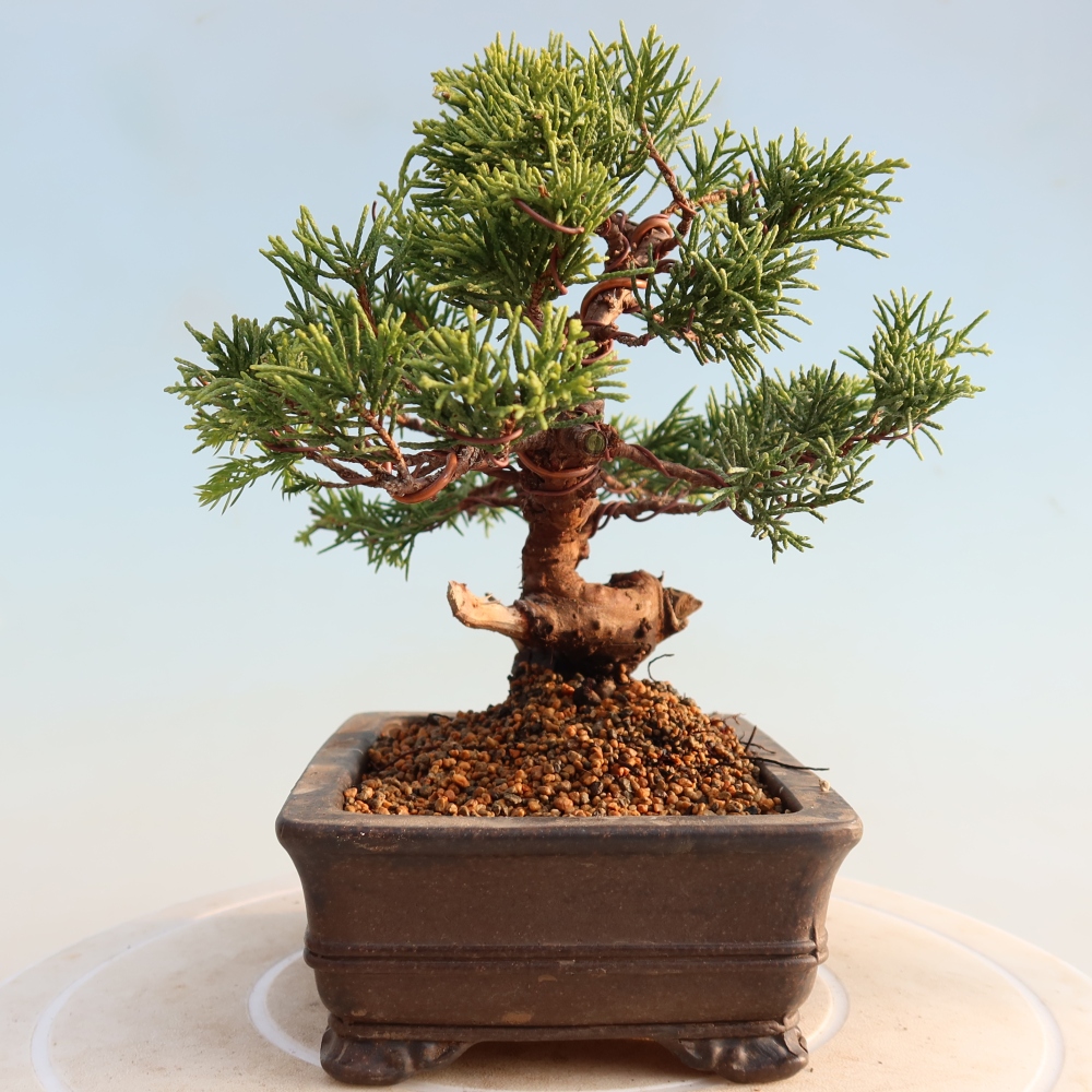 Bonsai da esterno - Juniperus chinensis Itoigawa