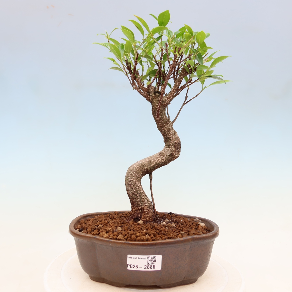 Camera bonsai - Ficus kimmen - ficus a foglie piccole