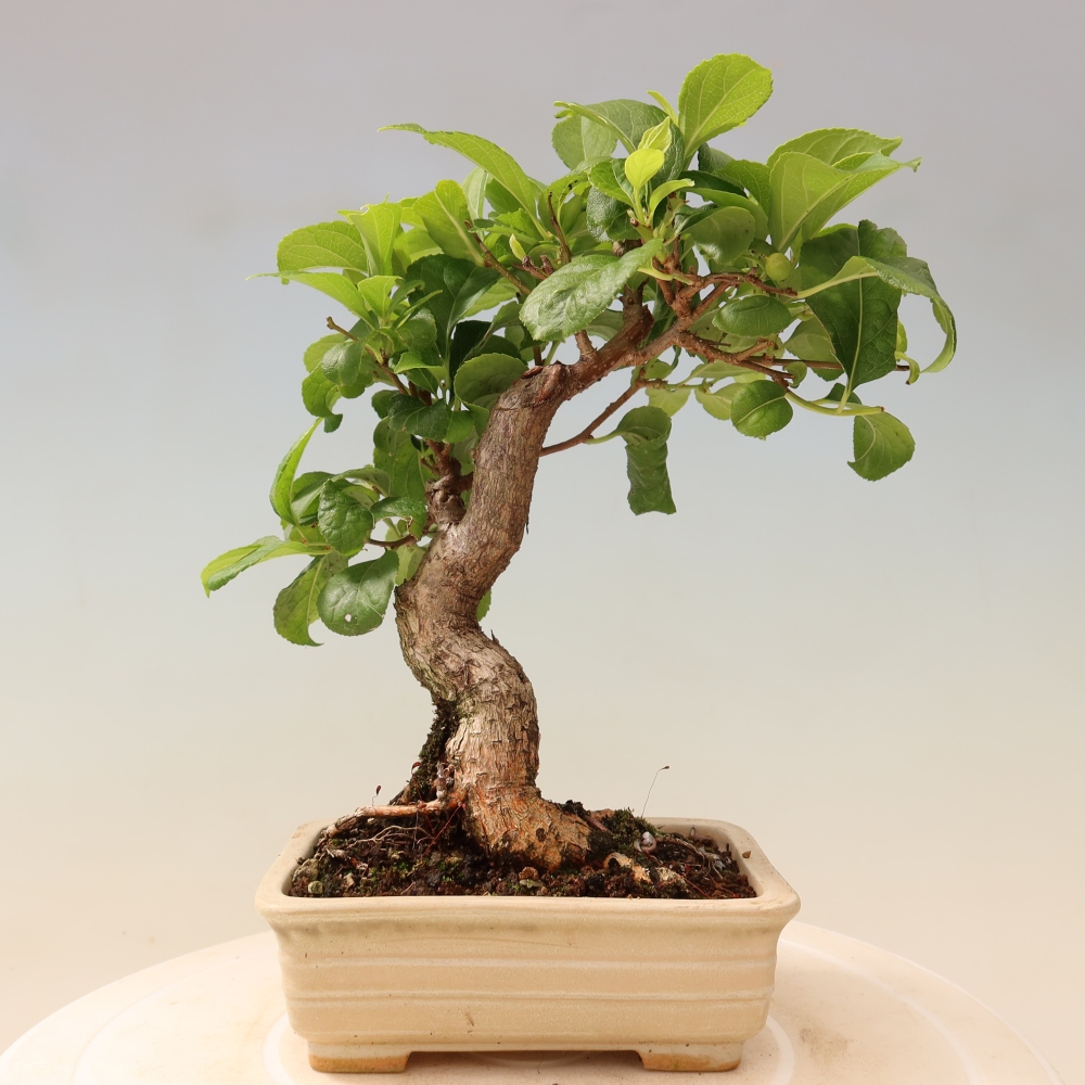 Bonsai da esterno - Celastrus orbiculatus
