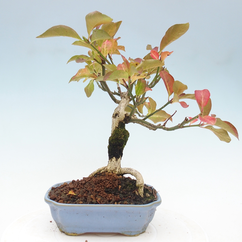 Bonsai da esterno - Olmo europeo - euonimus