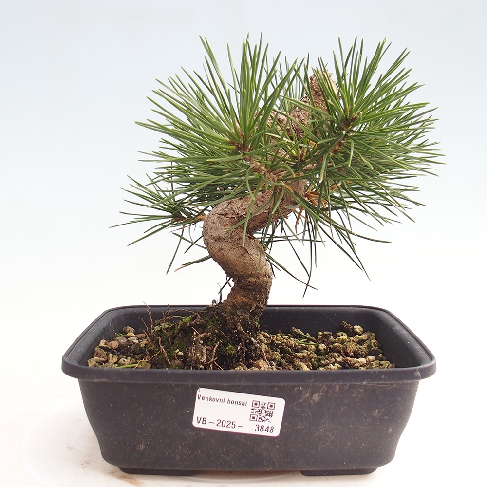 Bonsai da esterno - Pinus thunbergii - Pino di Thunberg