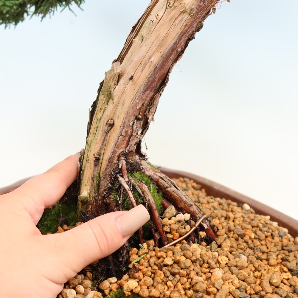 Bonsai da esterno - Juniperus chinensis Kishu