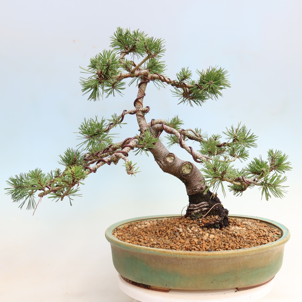 Bonsai da esterno - Pinus mugo Humpy  - Pino mugo