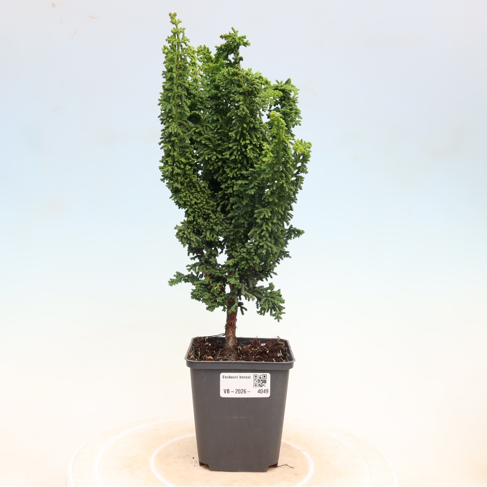Bonsai da esterno - Cham. obtusa SEKKA HINOKI - Cipresso