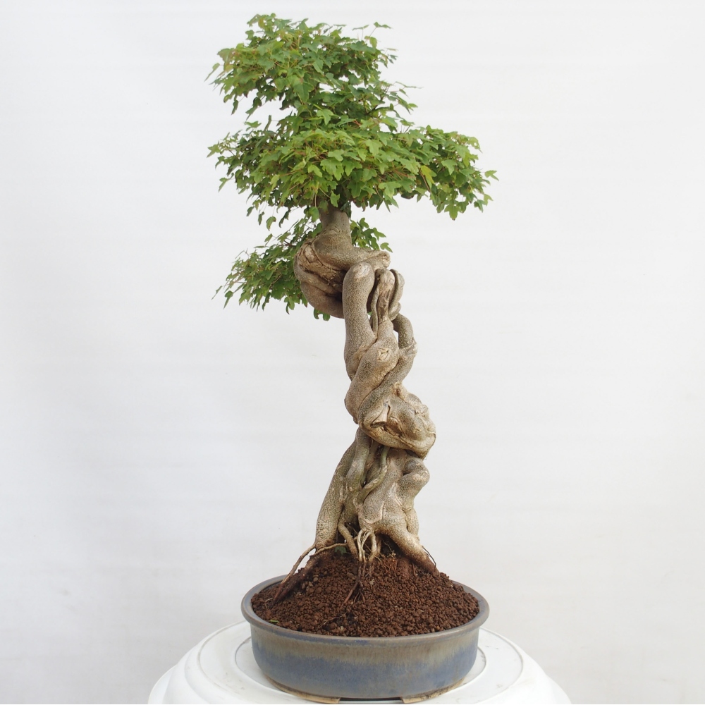 Bonsai da esterno - Acer Buergerianum - Acero burger