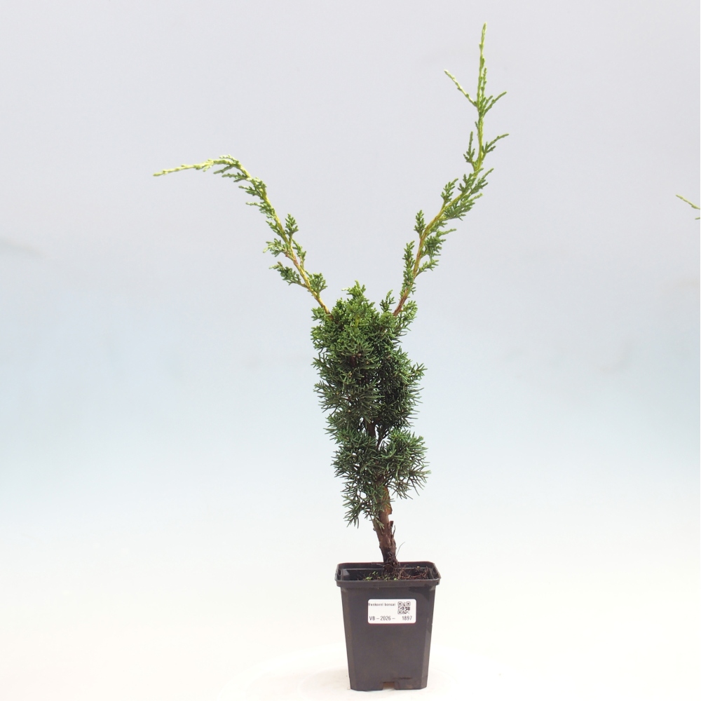 Bonsai da esterno - Juniperus chinensis Kishu