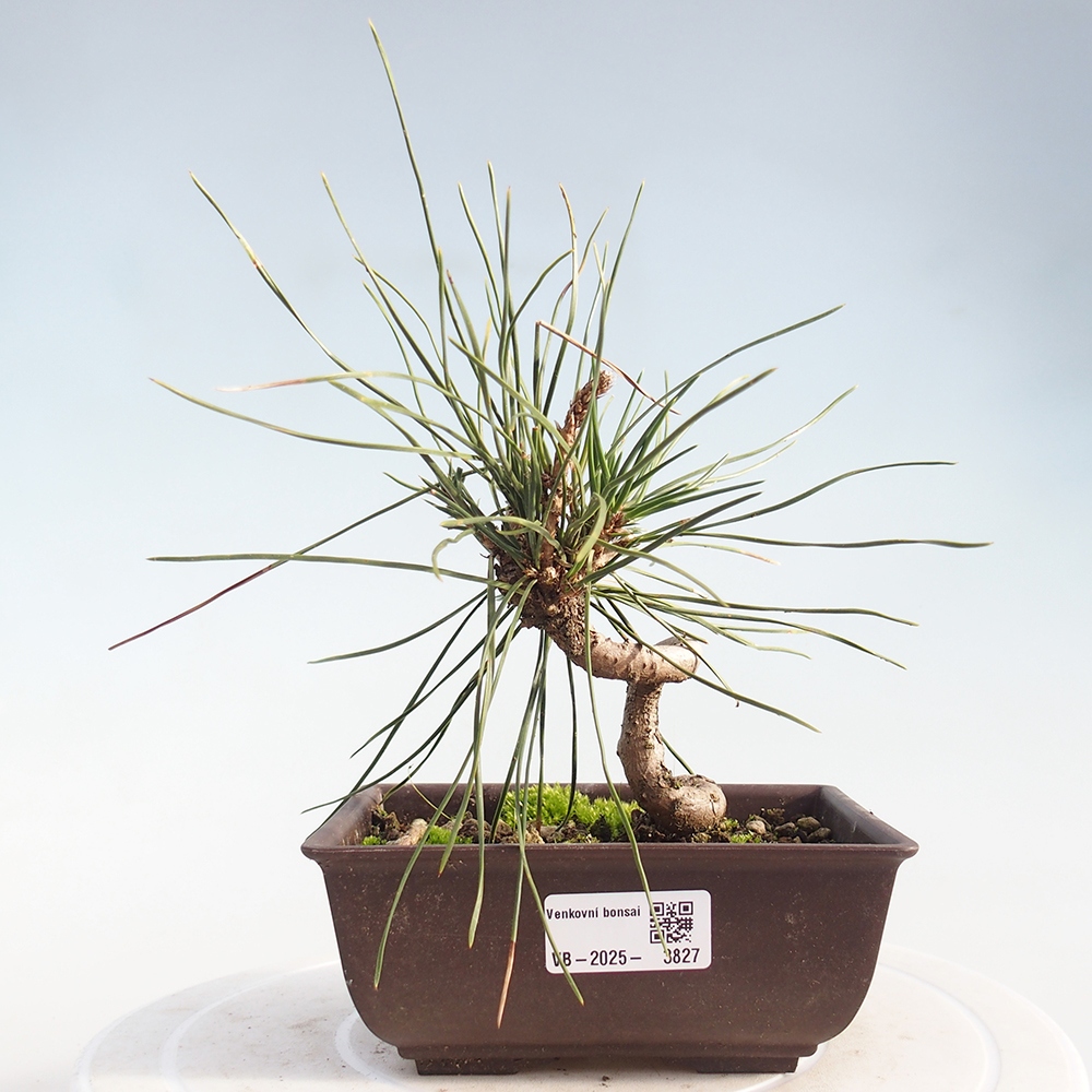 Bonsai da esterno - Pinus thunbergii - Pino di Thunberg