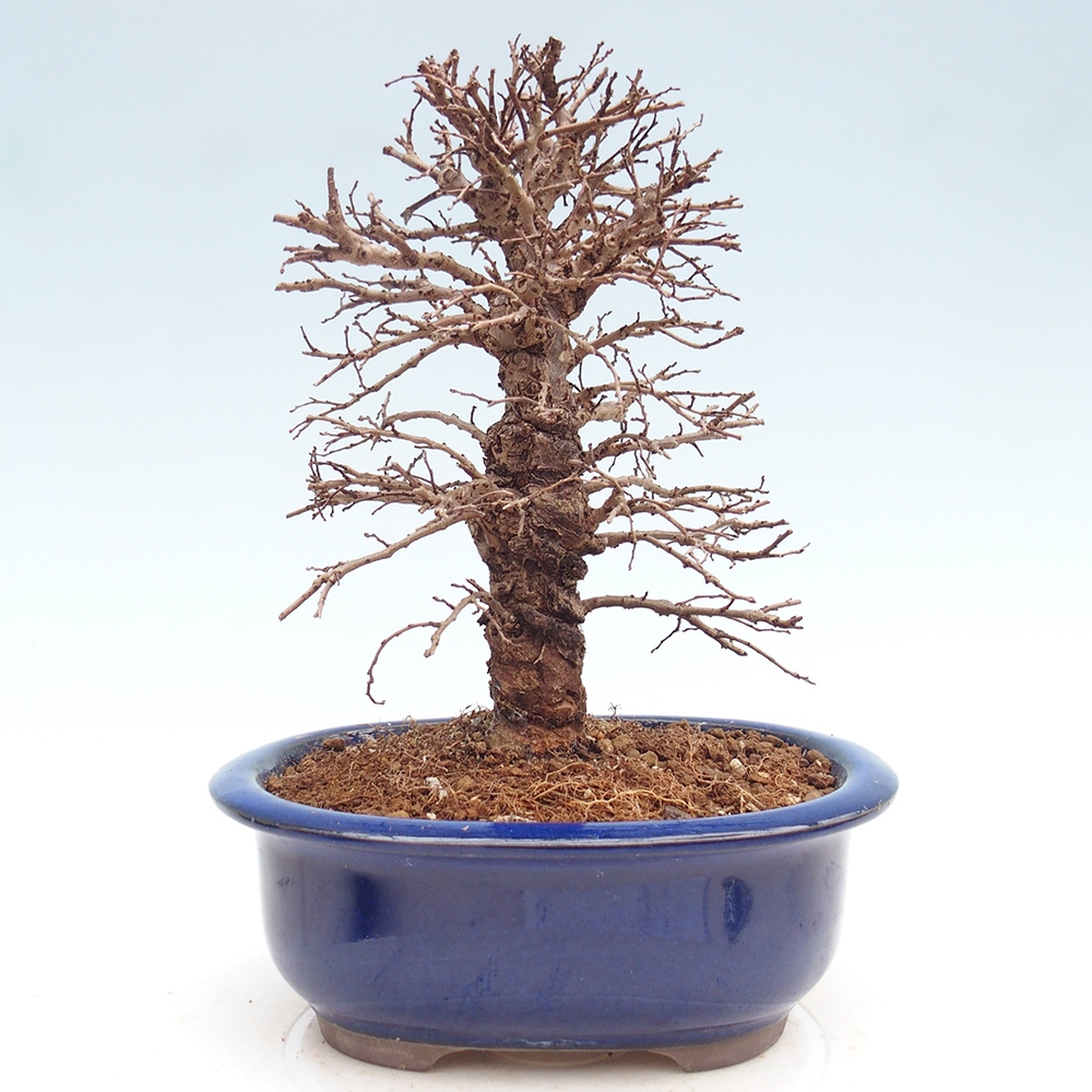Bonsai da esterno - Zelkova - Zelkova NIRE
