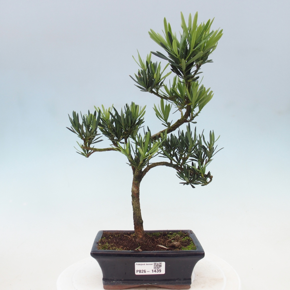 Camera bonsai - Podocarpus - Tasso delle pietre