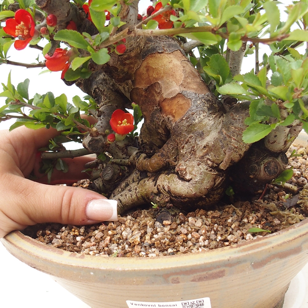 Bonsai da esterno - Chaneomeles speciosa - Cotogno