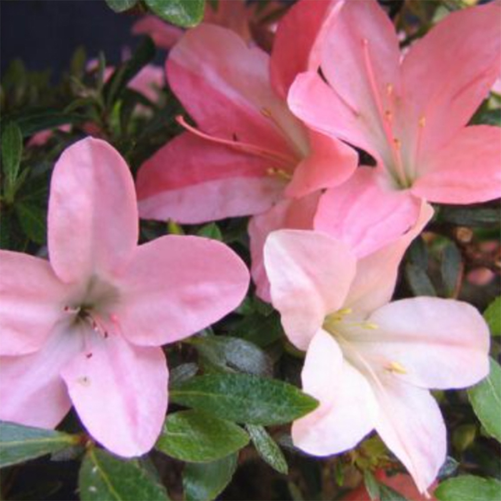 Bonsai da esterno - Azalea giapponese - Azalea Nikko