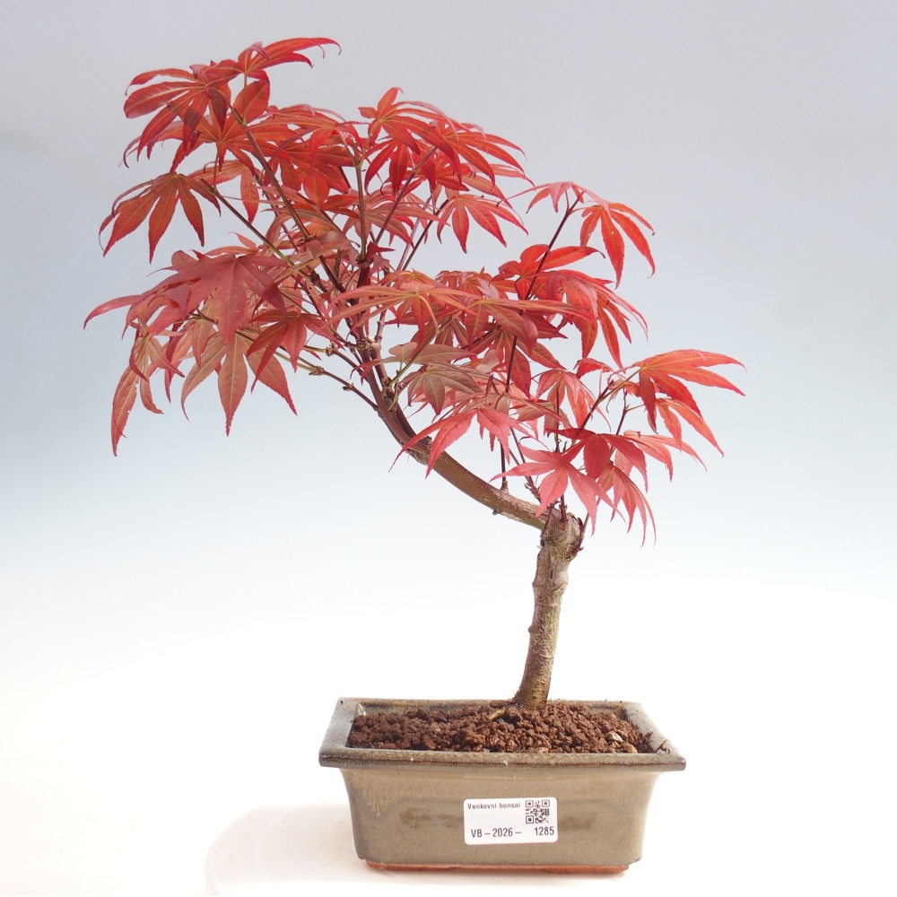 Bonsai da esterno - Palma Acer. Atropurpureum-Javor palmate