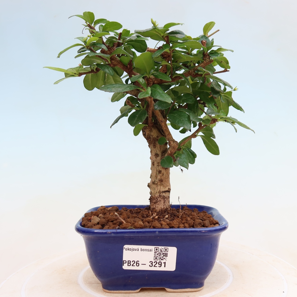 Camera bonsai - Carmona macrophylla - Tea fuki