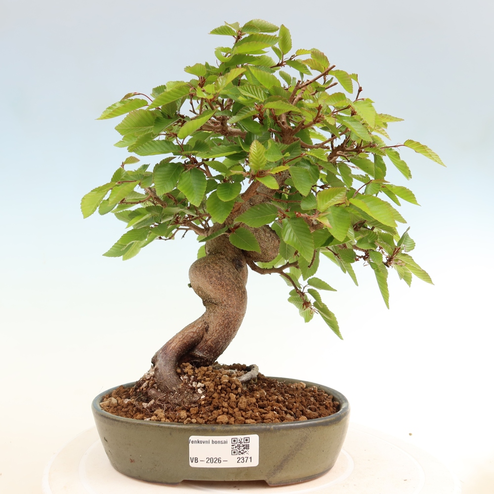 Bonsai da esterno -Carpinus Coreana - Carpino coreano