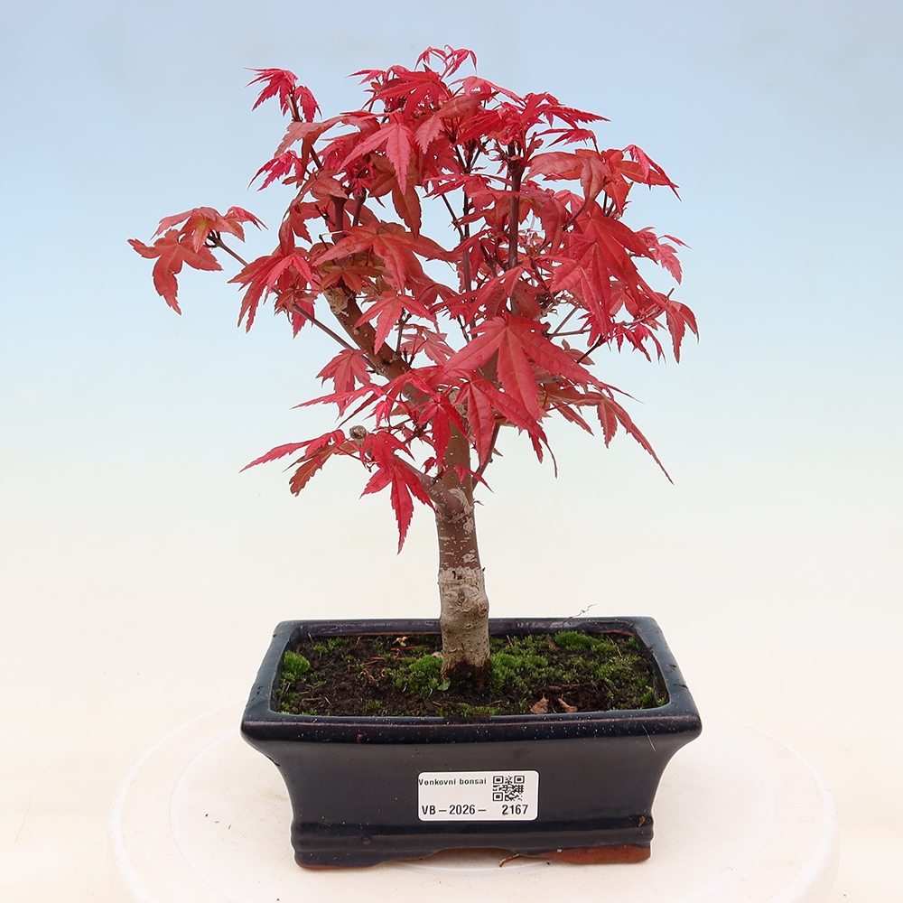 Bonsai da esterno - Acer palmatum DESHOJO