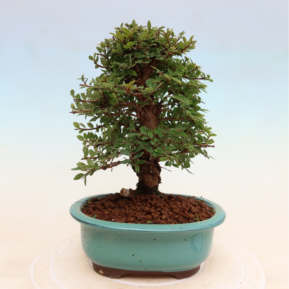 Bonsai da esterno - Zelkova - Zelkova NIRE