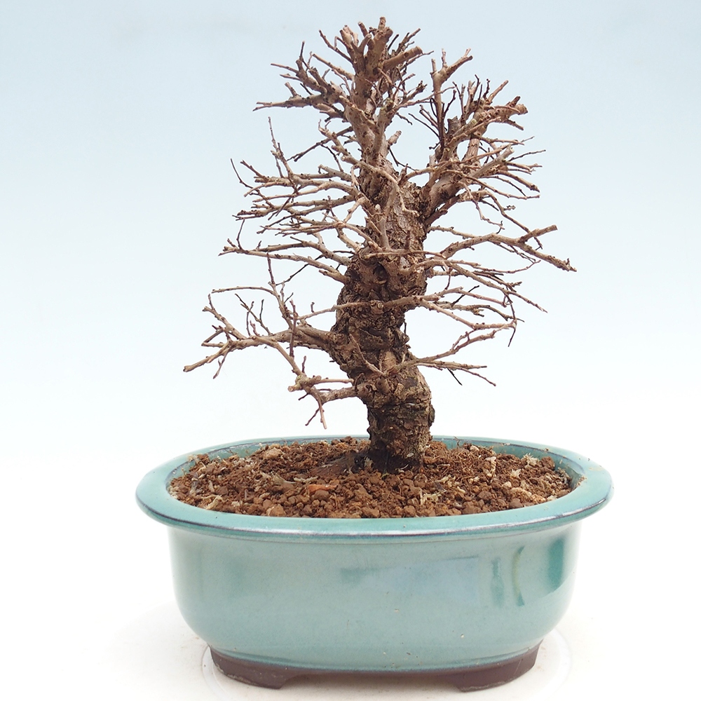 Bonsai da esterno - Zelkova - Zelkova NIRE