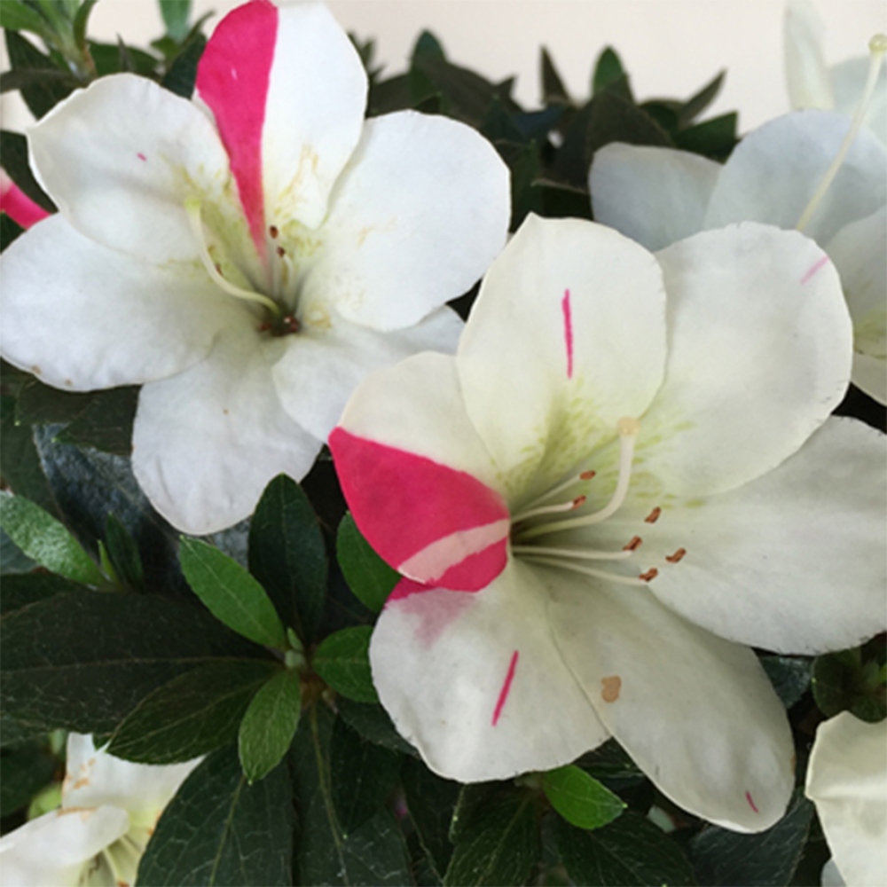 Bonsai da esterno - Azalea giapponese - Azalea Suigootome