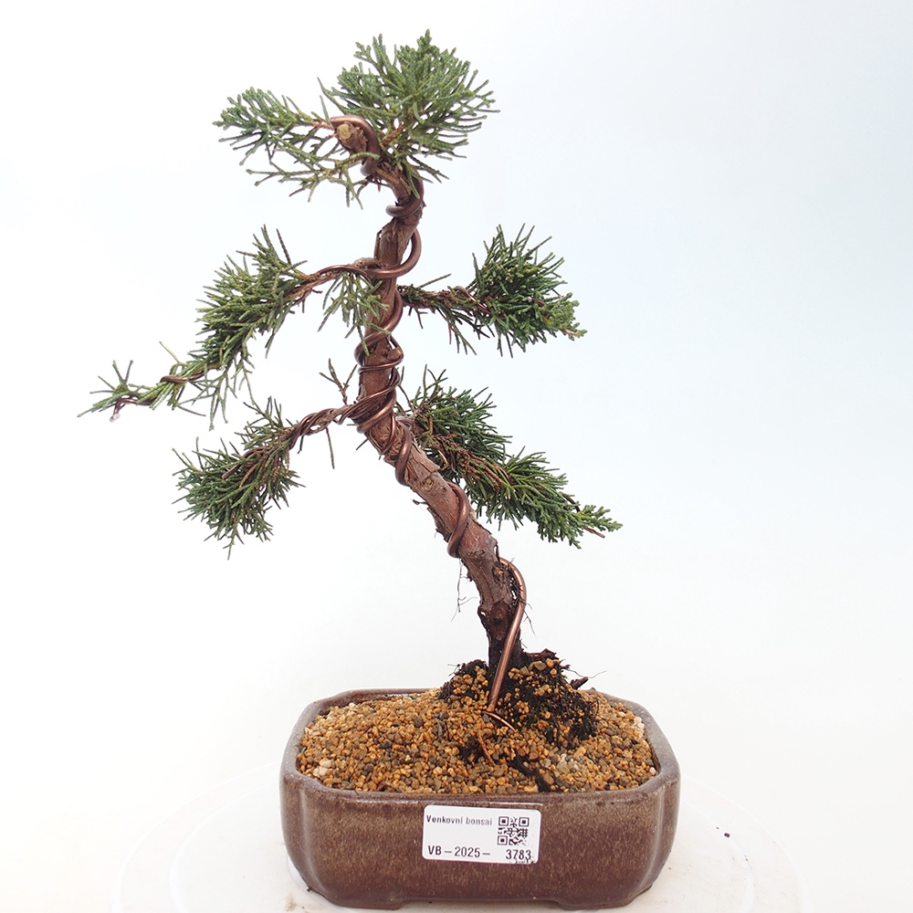 Bonsai da esterno - Juniperus chinensis Kishu