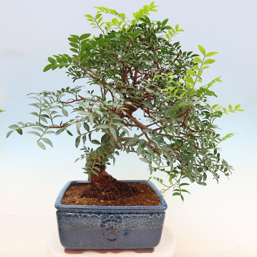 Bonsai da interno - Pistacia lentiscus - Pistacchio