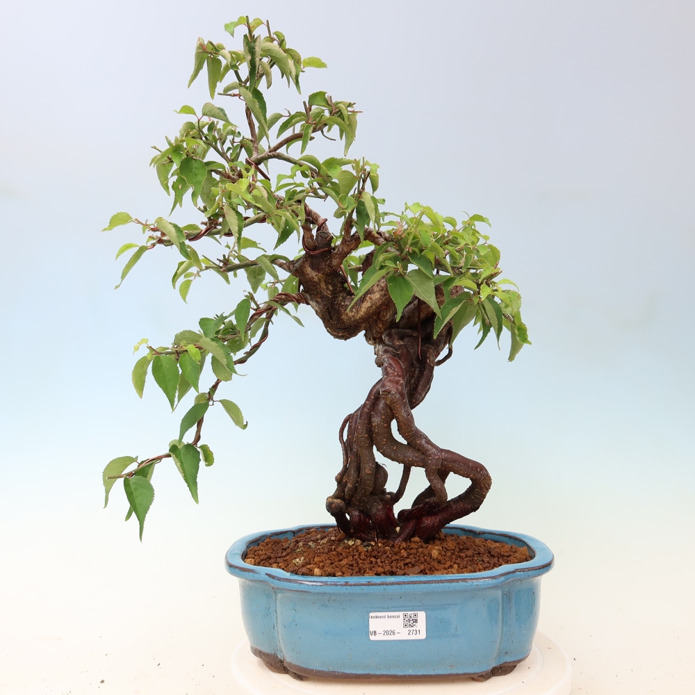Bonsai da esterno - Albicocco giapponese - Prunus Mume