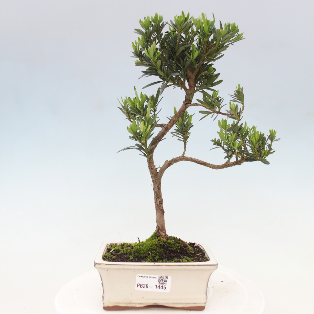 Camera bonsai - Podocarpus - Tasso delle pietre