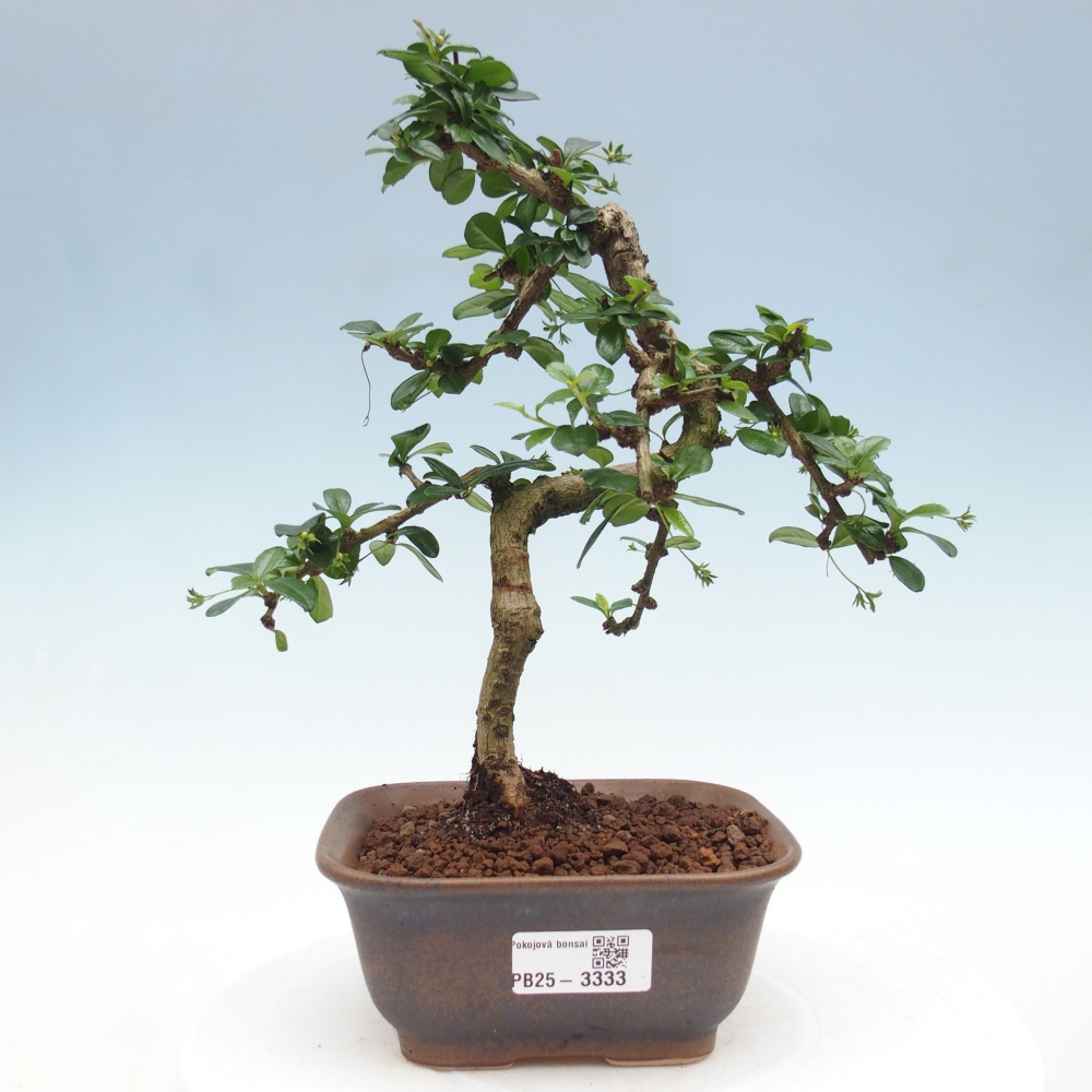 Camera bonsai - Carmona macrophylla - Tea fuki