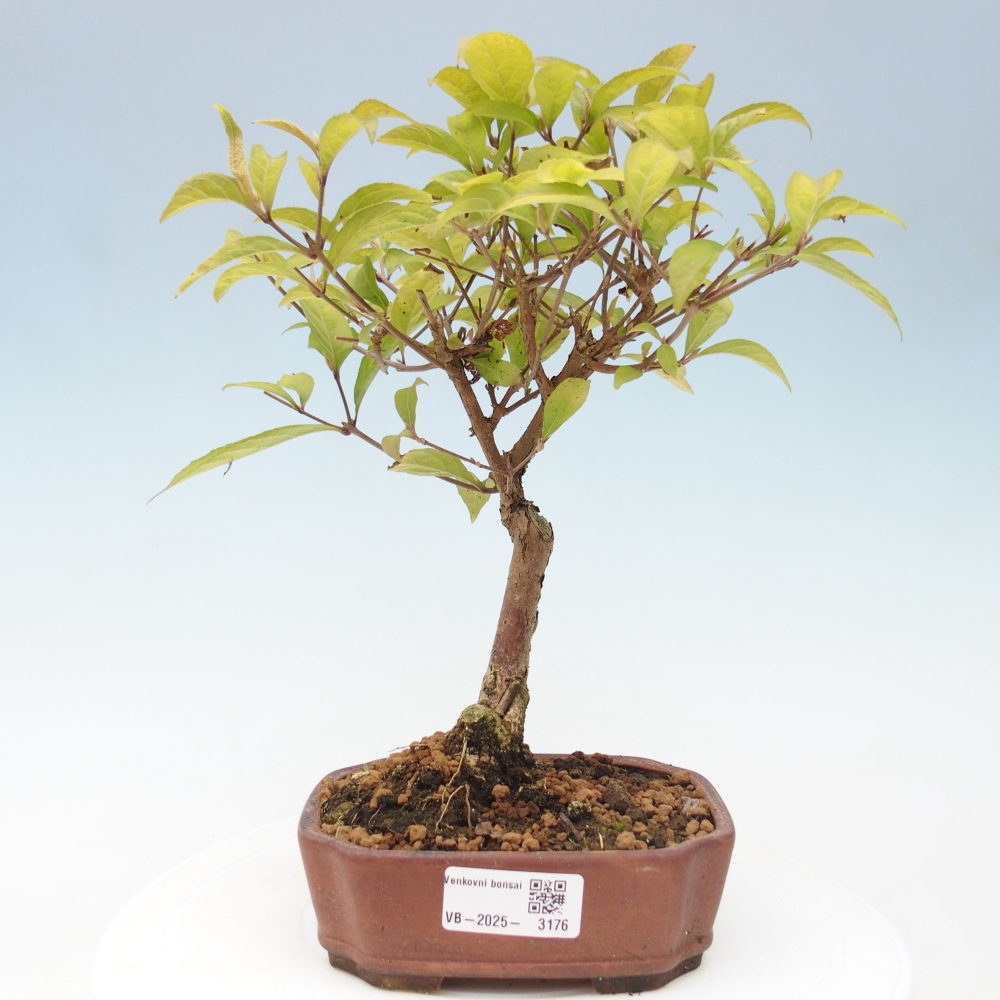 Bonsai da esterno - Callicarpa japonica