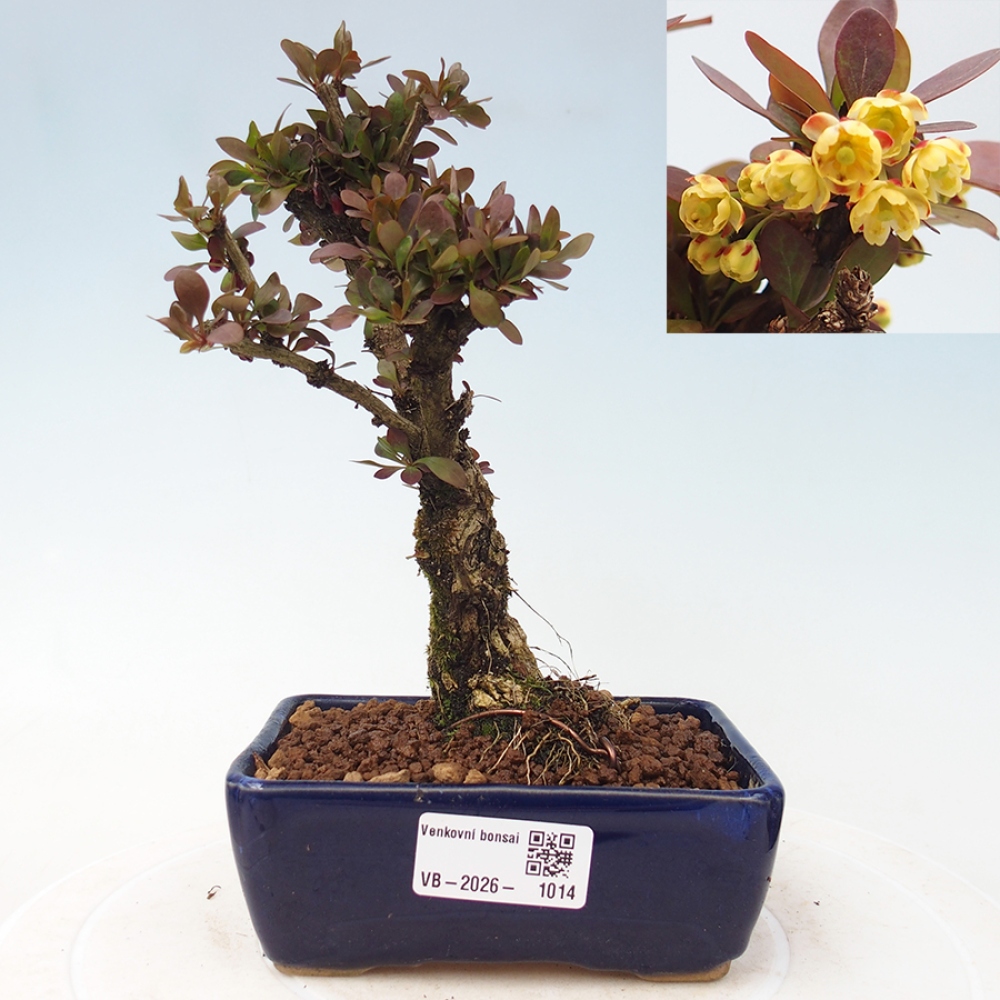 Bonsai da esterno - Berberis Thunbergii Bagatelle