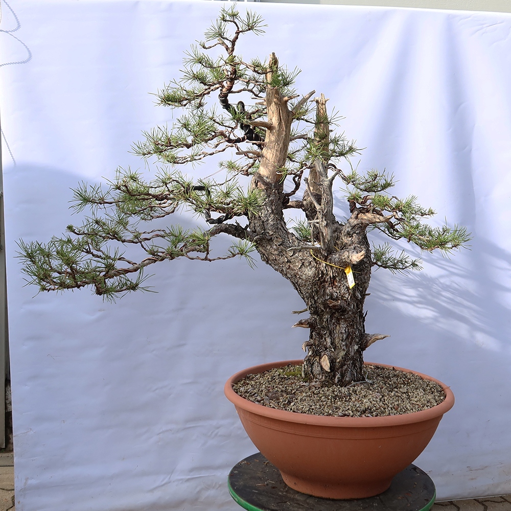 Pinus sylvestris Spagna - pino silvestre