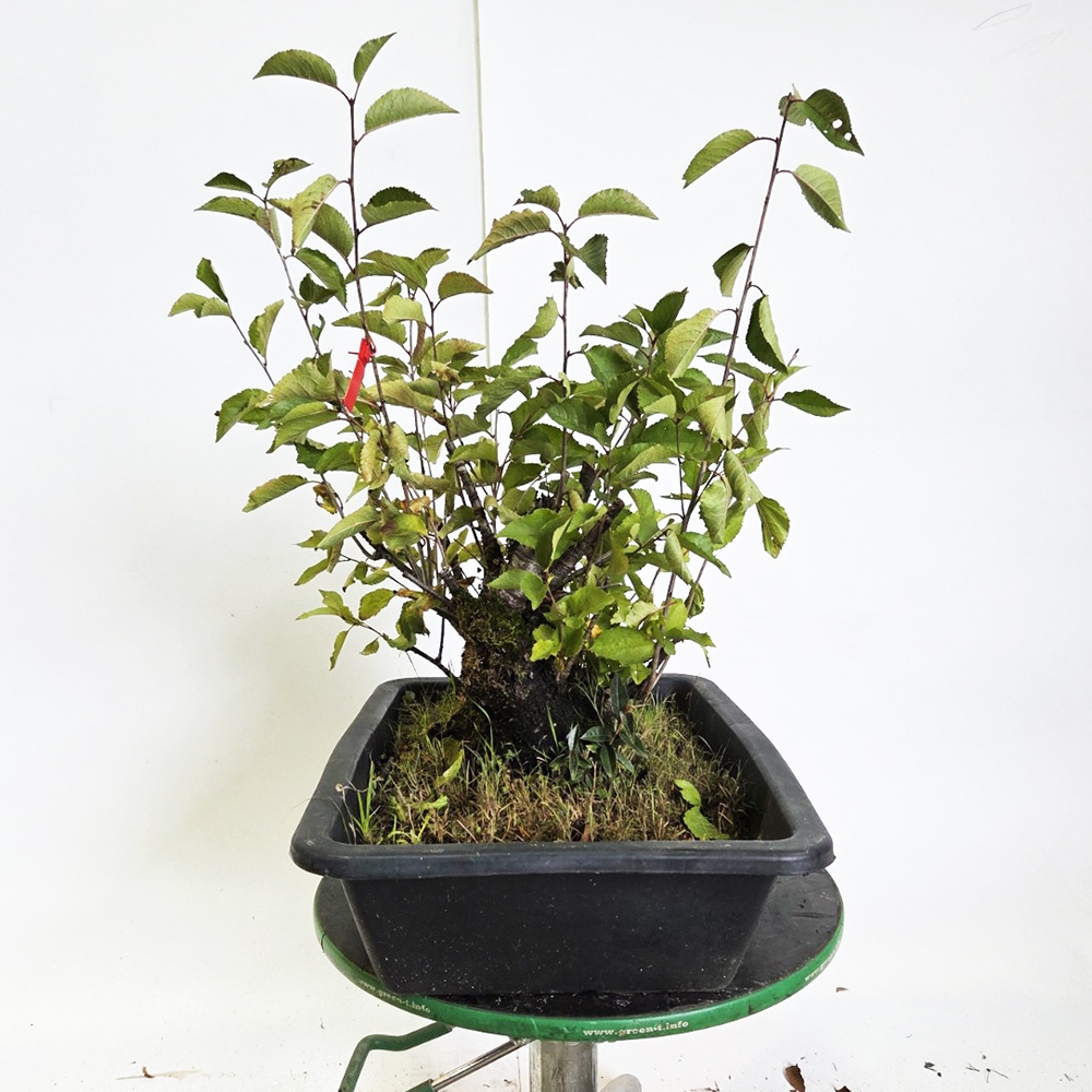 Bonsai da esterno Ciliegio - Prunus aviata