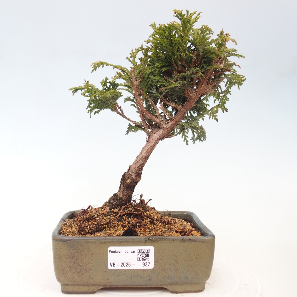 Bonsai da esterno - Cham.pis Parslori - Cipresso