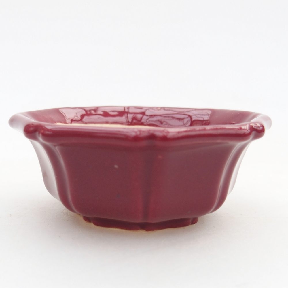 Mini bonsai 6 x 6 x 2,5 cm, bordeaux