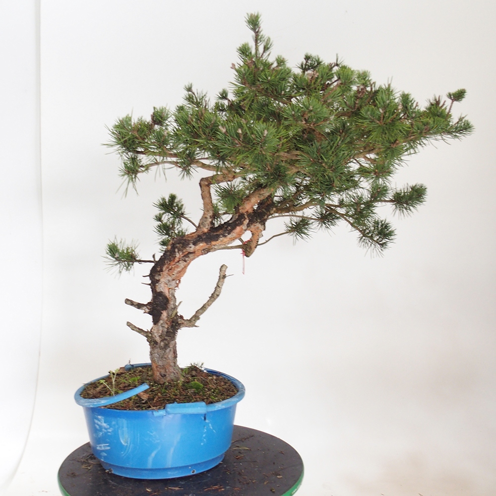 Yamadori - Pinus sylvestris Spagna