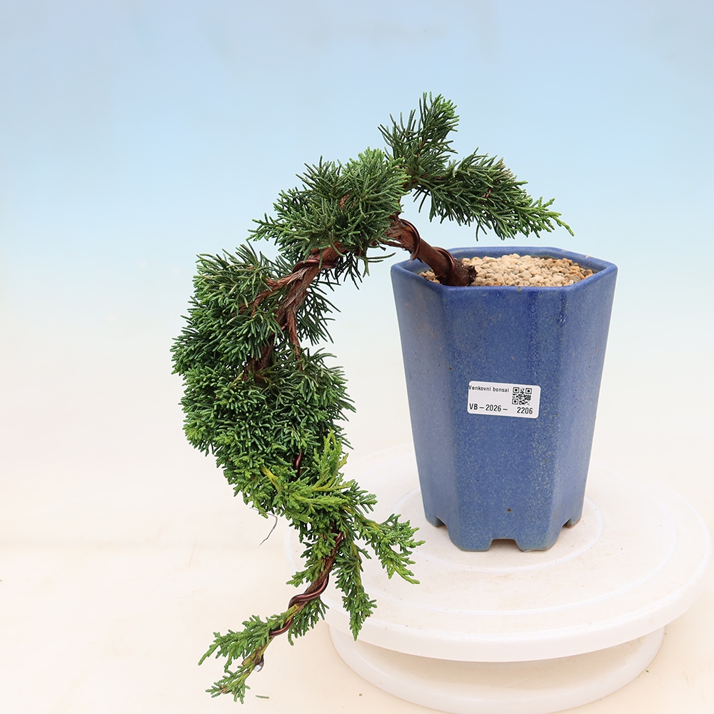 Bonsai da esterno - Juniperus chinensis Kishu
