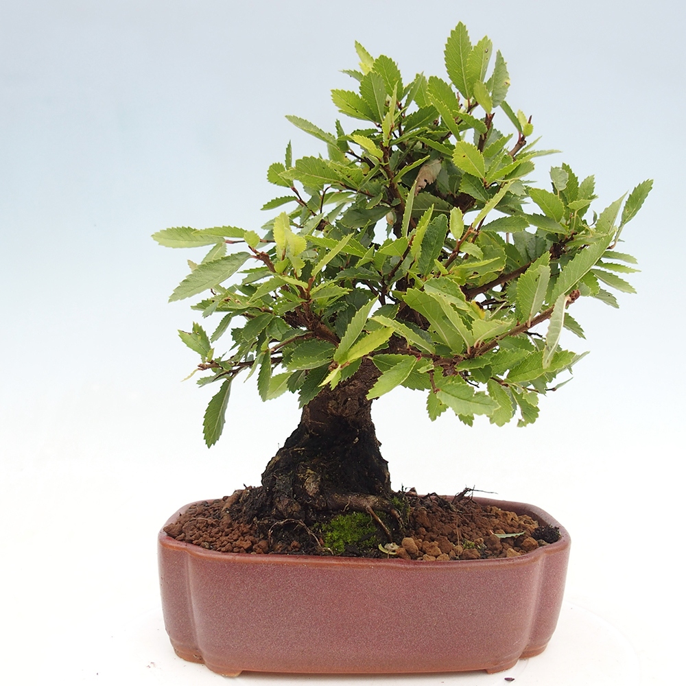 Bonsai da esterno - Zelkova - Zelkova NIRE