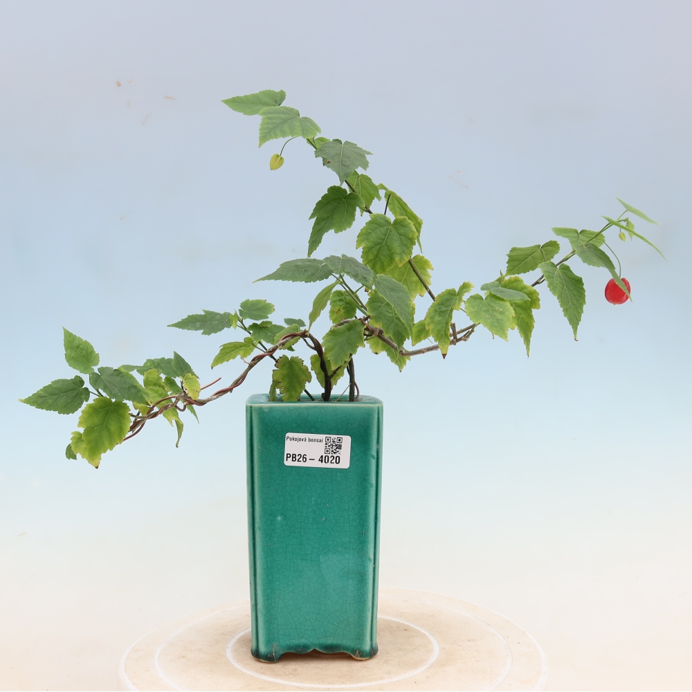 Bonsai da interno - Abutilon Big Bell - Cloudberry