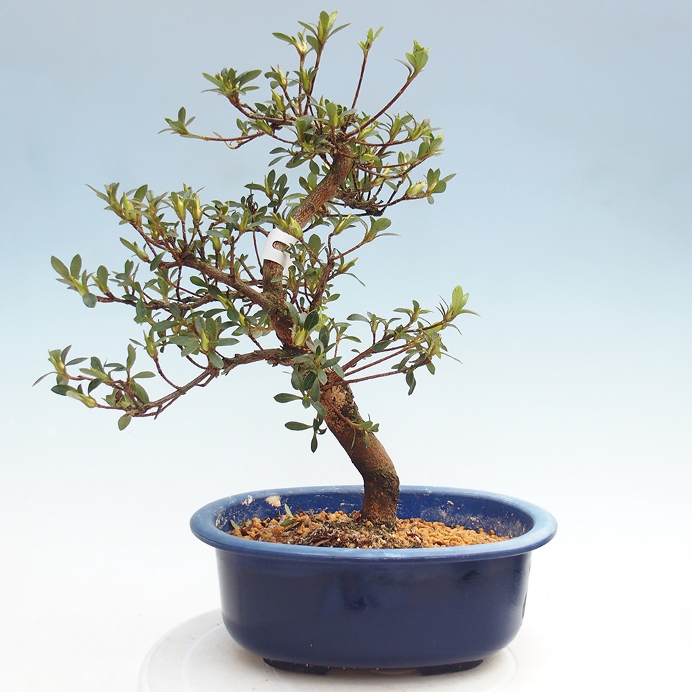 Bonsai da esterno - Azalea giapponese - Azalea Yoko