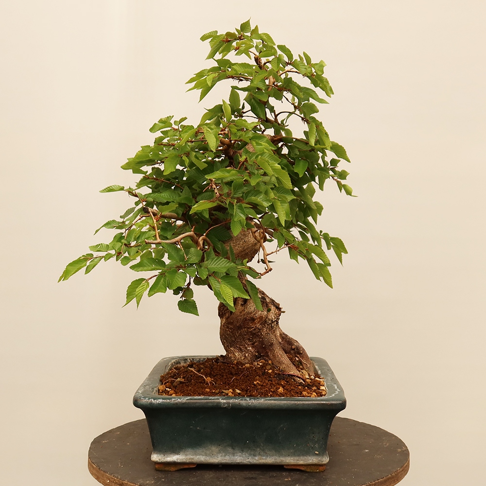 Bonsai da esterno -Carpinus Coreana - Carpino coreano